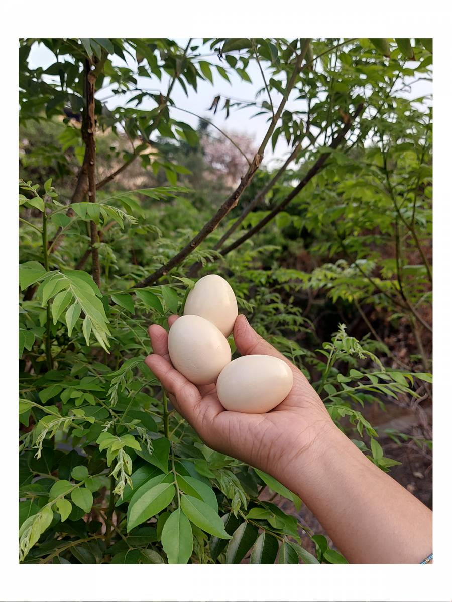 Toy - Wooden Egg 