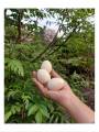 Toy - Wooden Egg 