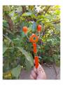 Rattle - Kit Kiti Rattle - Kit Kiti